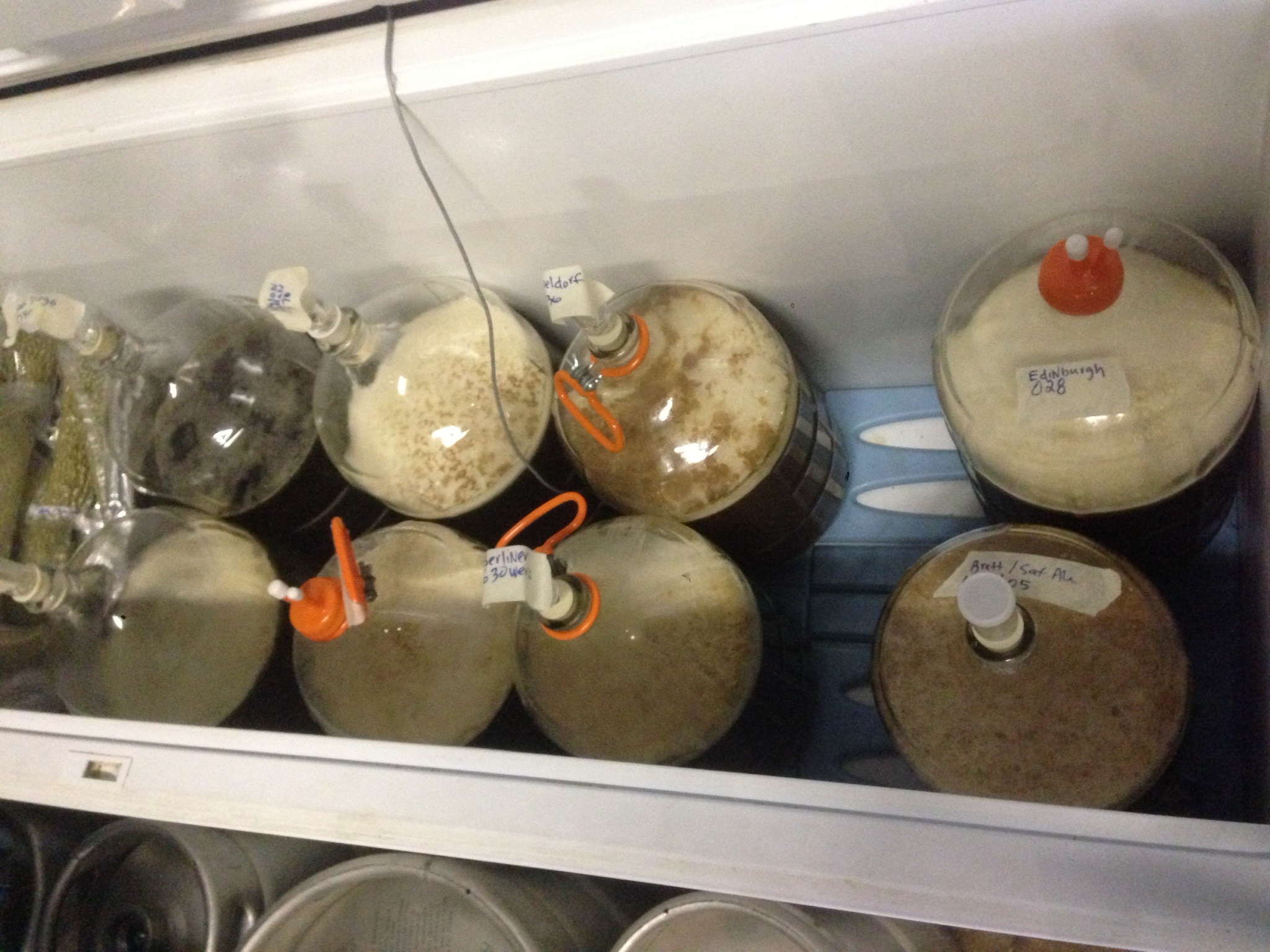 LauderAle Project Yeast 001