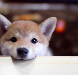 cuteee.jpg